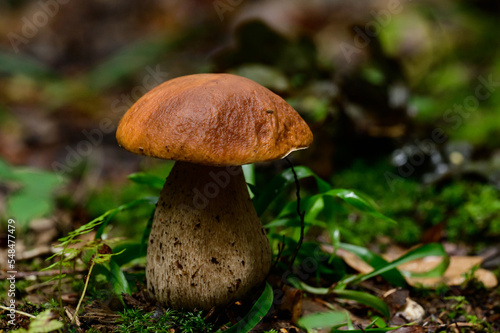 Edible mushrooms, boletus as the king of mushrooms, diet and vegetarian food.