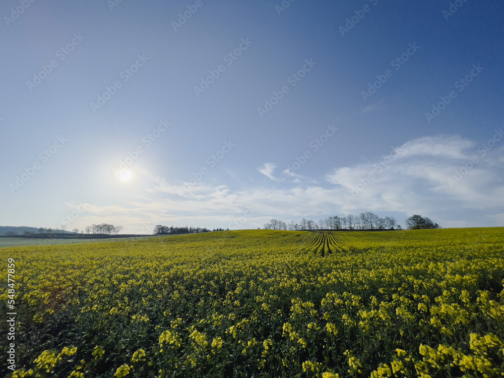 Rapeseed field in the early morning Rapeseed field in the early morning