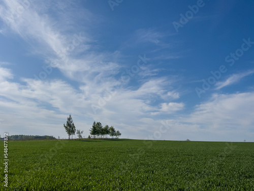 green field with small forest