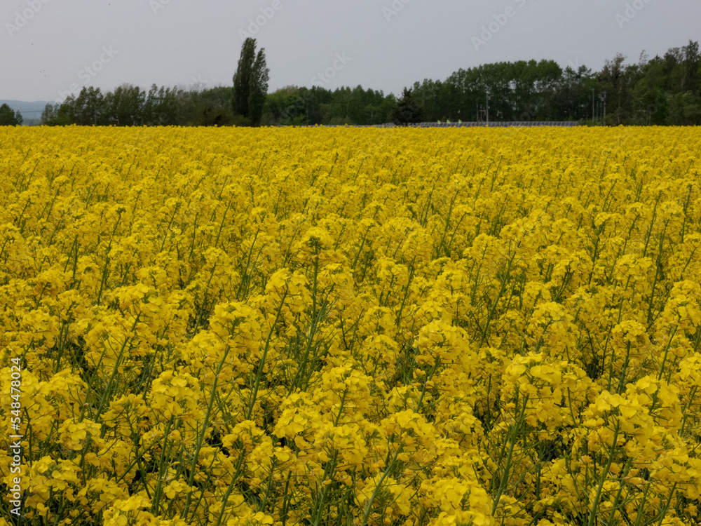 Canola flowers blooming all over Canola flowers blooming all over
