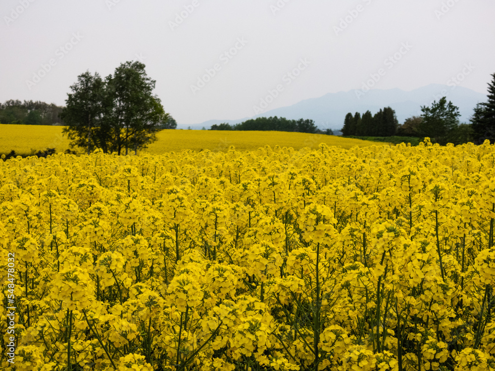 Canola flowers blooming all over Canola flowers blooming all over