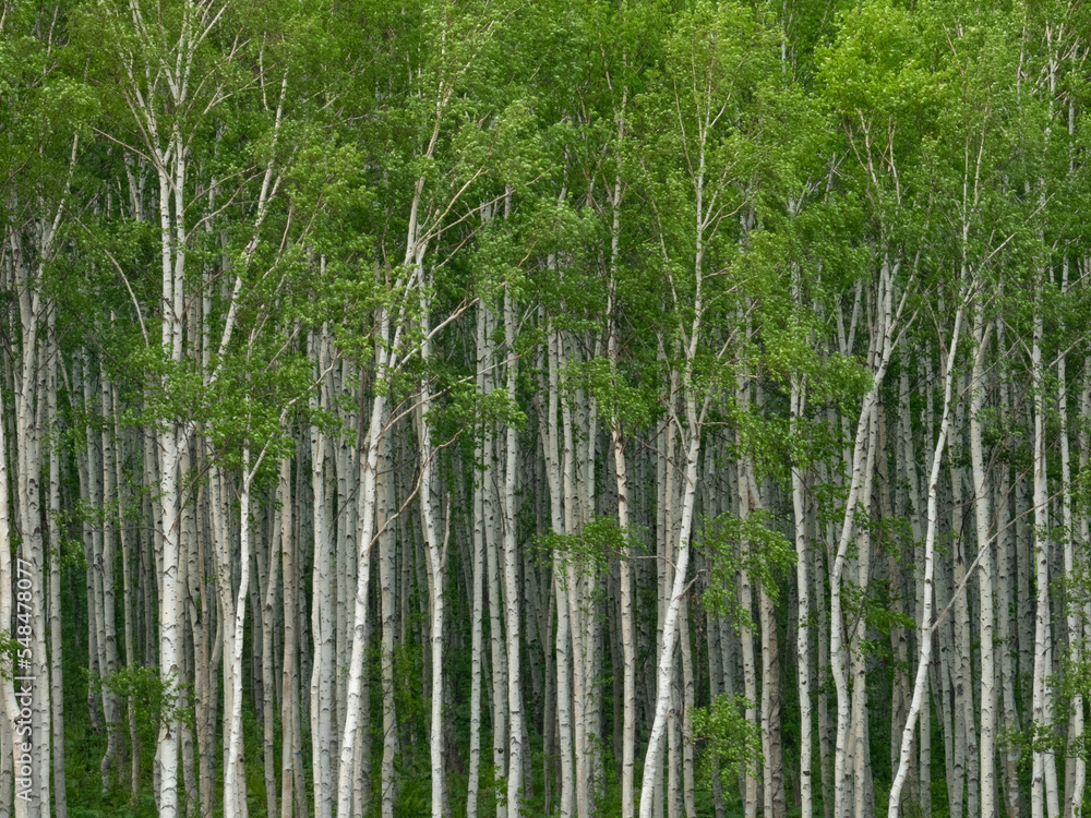 Spring white birch grove with fresh green Spring white birch grove with fresh green