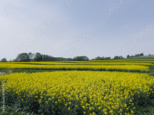 A field of rapeseed blossoms that bloom in full yellow