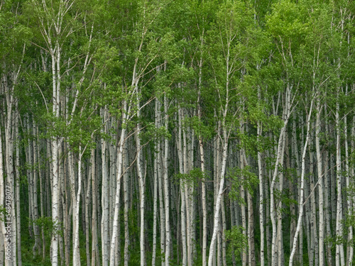 Spring white birch grove with fresh green