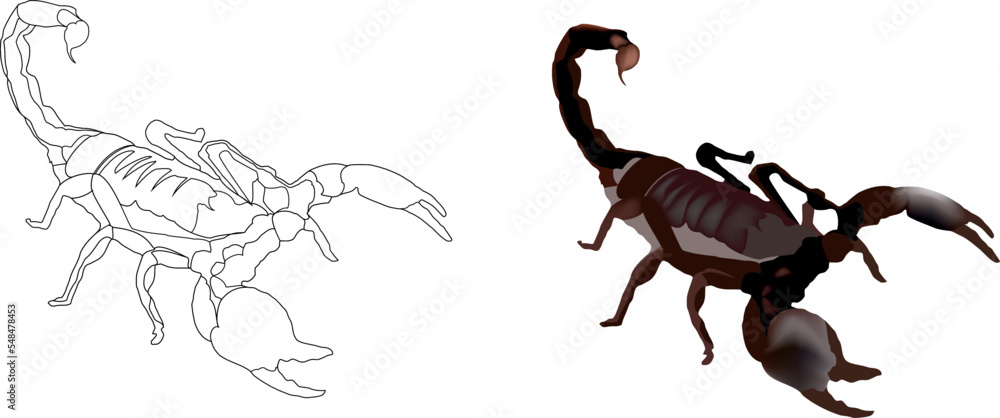 Indian red scorpion in defensive position- Indian red scorpion in defensive position-