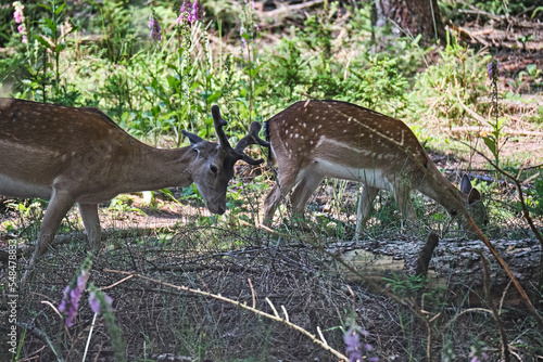Fototapeta Naklejka Na Ścianę i Meble -  Damhirsch ( Dama dama ).