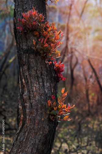 Epicormic leaf growth from a burnt tree trunk triggered after bush fires in Australia