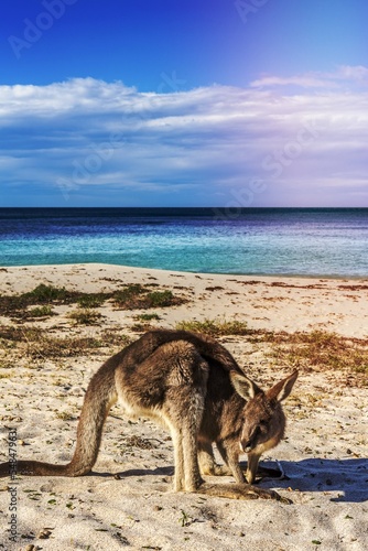 Native wildlife, the kangaroos on the beach in Australia