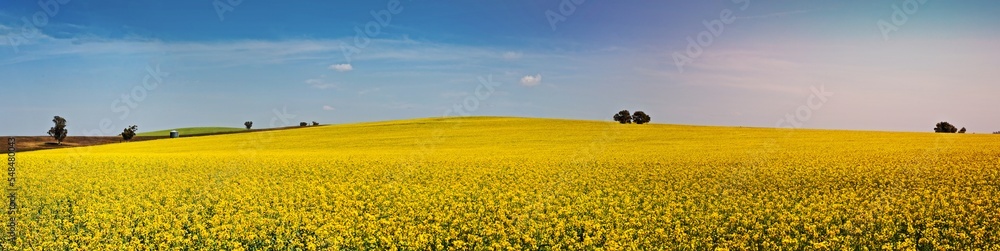 Panoramic fields of golden canola flowering under the spring sunshine