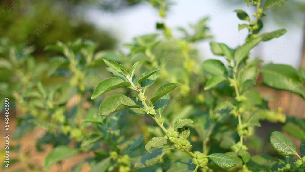 Withania somnifera plant known as Ashwagandha. winter cherry, Indian ginseng herbs or poison gooseberry. Ashwagandha benefits for weight, stress and healthcare. Withania somnifera plant known as Ashwagandha. winter cherry, Indian ginseng herbs or poison gooseberry. Ashwagandha benefits for weight, stress and healthcare.