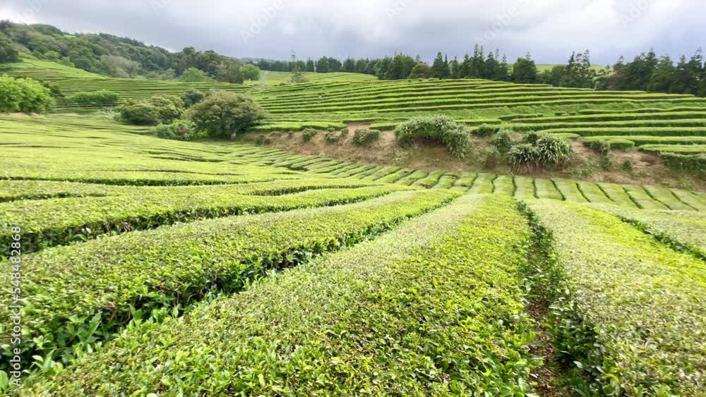 Hilly Landscape in Asia on Outdoor Tea Plantation after Harvesting Hilly Landscape in Asia on Outdoor Tea Plantation after Harvesting