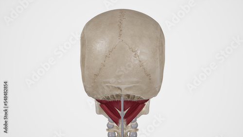 Suboccipital Muscles