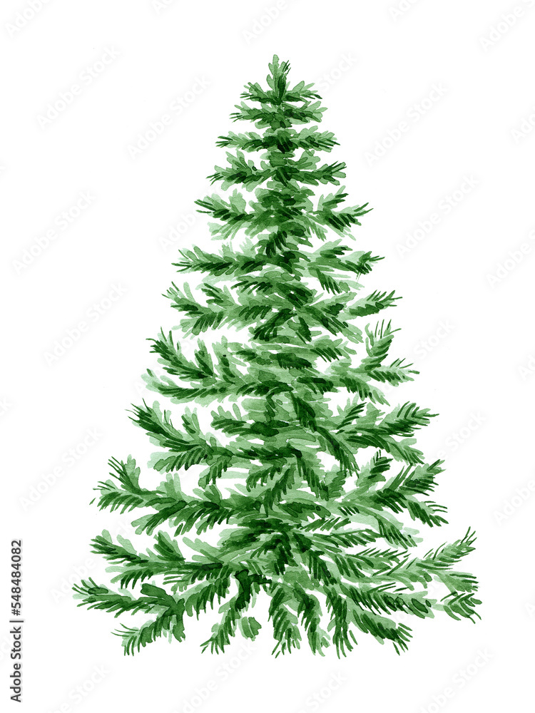 PNG illustration of a spruce tree hand-drawn in watercolor.
