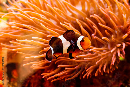 Fototapeta clownfish on a coral background