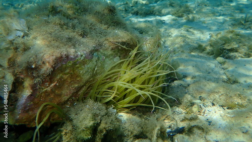 Snakelocks anemone or opelet anemone (Anemonia viridis) undersea, Aegean Sea, Greece, Thasos island