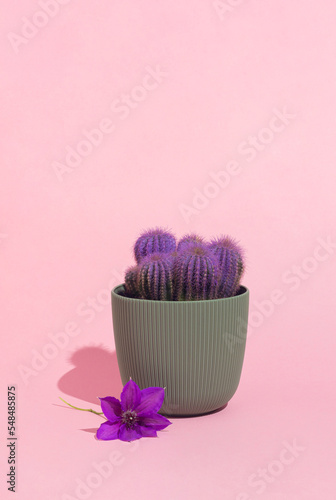 Minimal concept with purple cactus in green pot and fallen blooming flower on pink background.