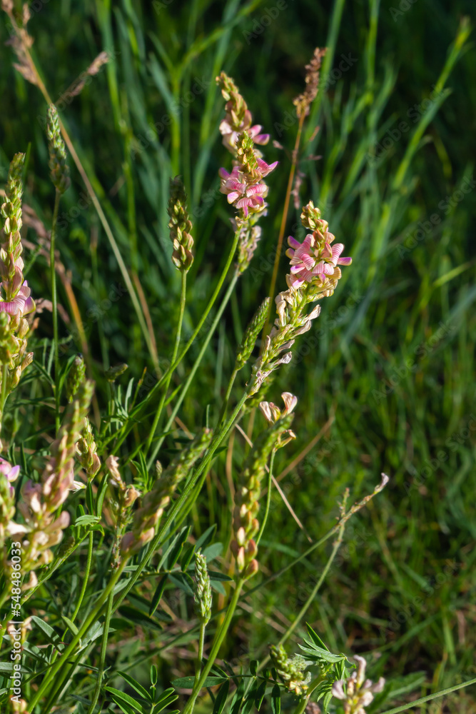 Sainfoin Onobrychis viciifolia, growing in the grassland. Common sainfoin fowering in summer