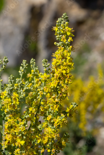 Mullein Verbascum in a natural environment of growth. Plant is highly valued in herbal medicine, it is used in the form of infusions, decoctions, ointments, oils