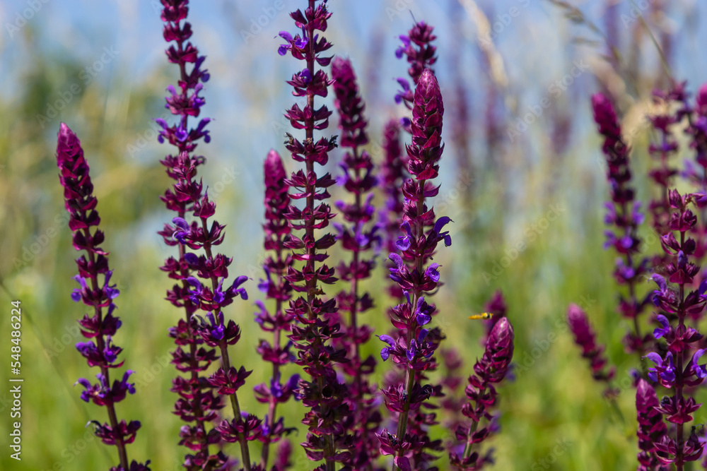 Obraz premium Macro of salvia sage blossoms as it just begins to bloom. Salvia deserta