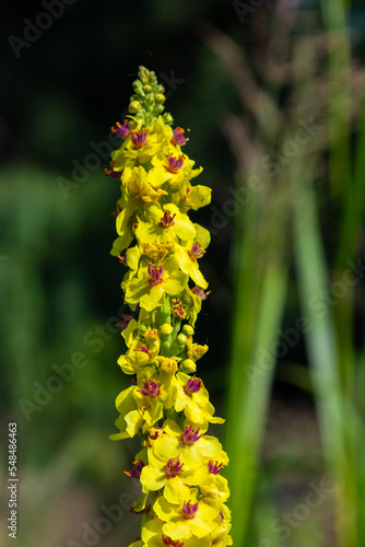 Verbascum nigrum, the black royal candle, grows in ruins, embankments, pathways, meadows, bright forests, yellow in June