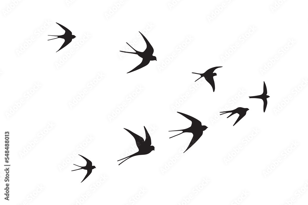 Swallow flock of birds vector illustartions set.