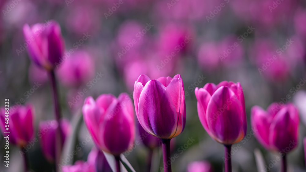 Obraz premium Amazing pink tulip flowers blooming in a tulip field, against the background of blurry tulip flowers.