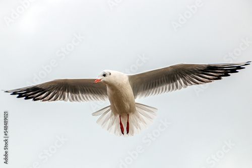 Beautiful seagull with big wings flies in the cloudy sky