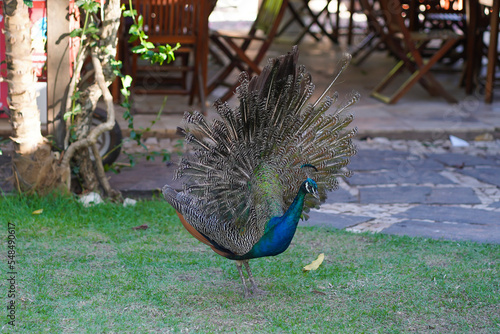 peacock on park Peacock, any of three species of resplendent birds of the pheasant family, Phasianidae (order Galliformes).Strictly, the male is a peacock, and the female is a peahen; both are peafowl