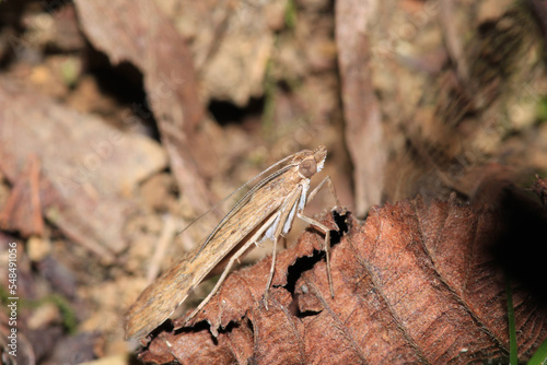 rivula sericealis insect moth macro photo photo