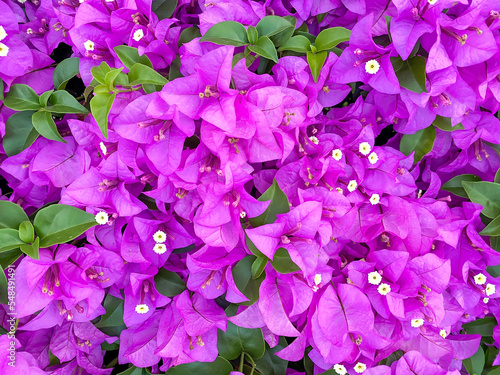 Bougainvillea or Paper flower in the public park