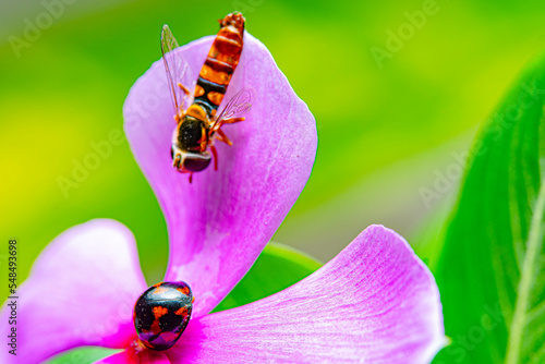a defensive ladybug when meeting hoverflies in the same pink flower blossom