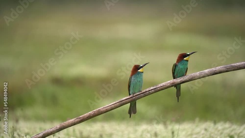 European bee eater in the Rhodope mountains. Bee eater on the meadow in Bulgaria. Feeding bee eater. European wildlife. 