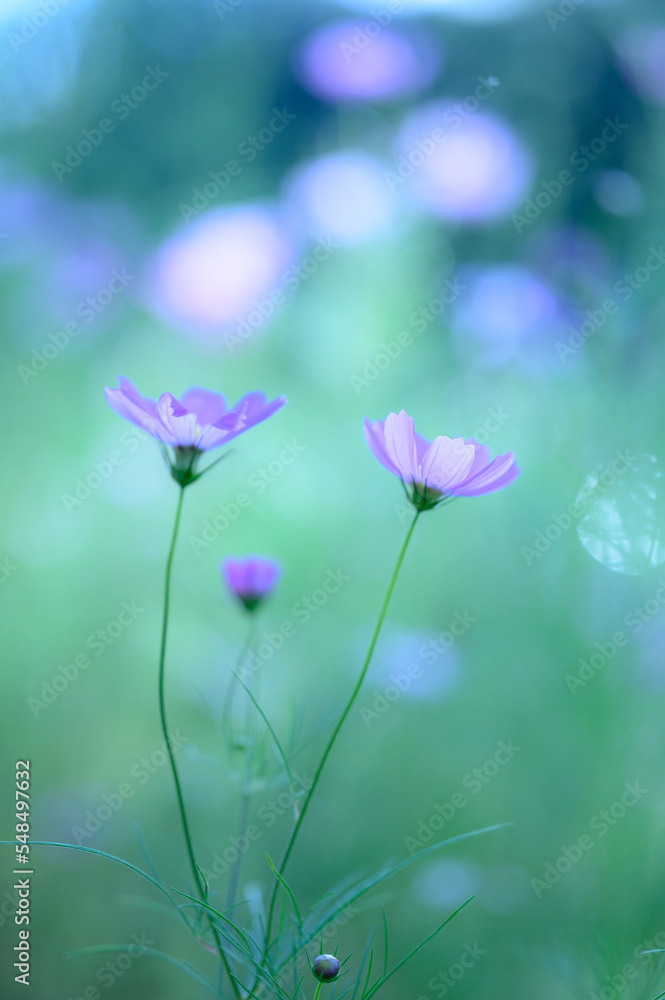 コスモスの花