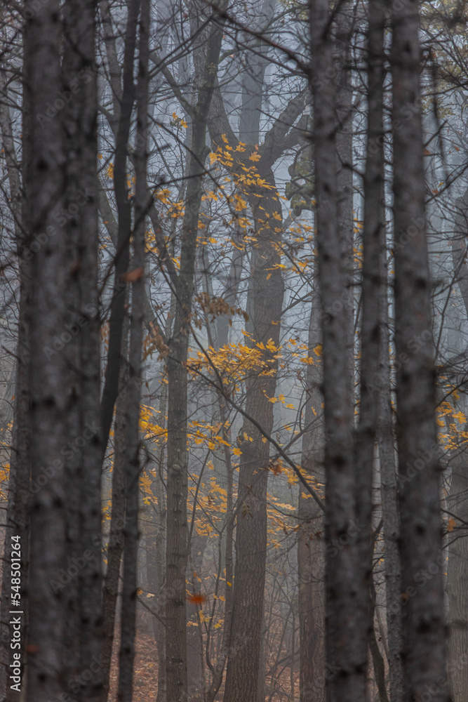 misty autumn forest in the morning misty autumn forest in the morning