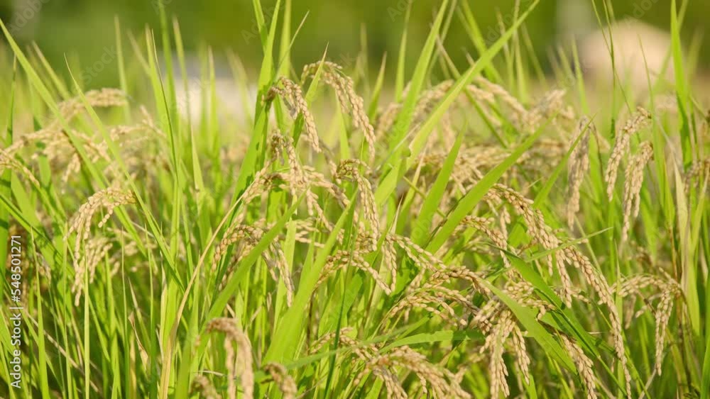 Rice fields in autumn, golden rice just before harvest Rice fields in autumn, golden rice just before harvest