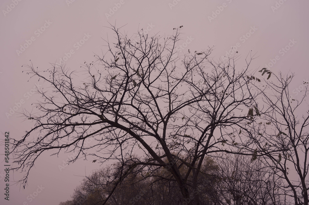 almost empty tree in november with pink sky background almost empty tree in november with pink sky background