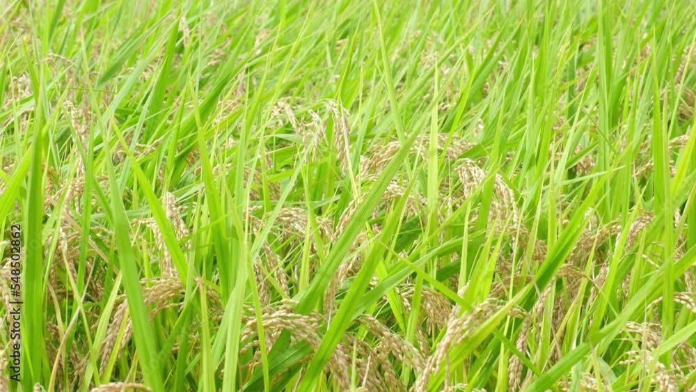 Rice fields in autumn, golden rice just before harvest Rice fields in autumn, golden rice just before harvest