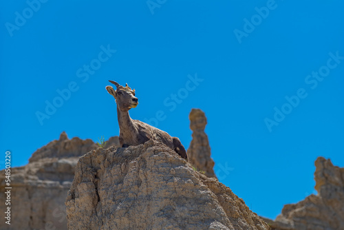 Pronghorn at Badlands National Park in South Dakota during a clear and sunny day