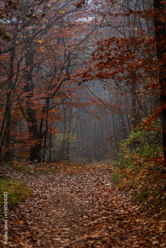 Fototapeta Naklejka Na Ścianę i Meble -  misty autumn forest in the morning