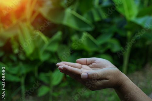 Technology,   Hands holding  globe of tropical nature summer background,  © panomporn