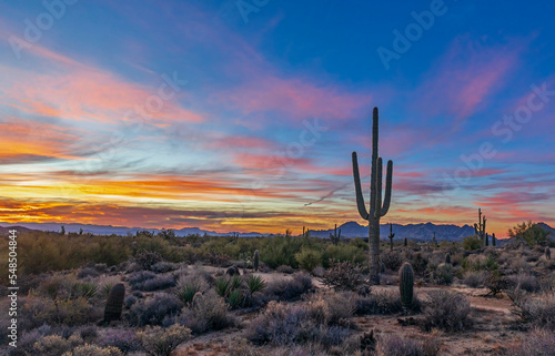 Lone Saguaro Cactus At Sunrise Time In Scottsdale Arizona