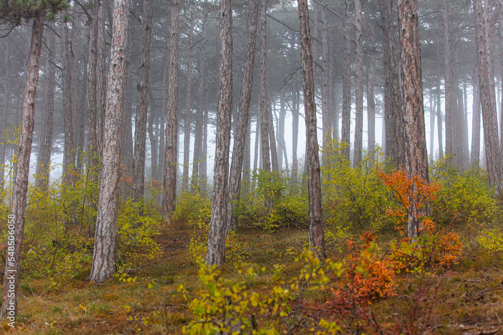 Naklejka premium colorful autumn forest in the mist