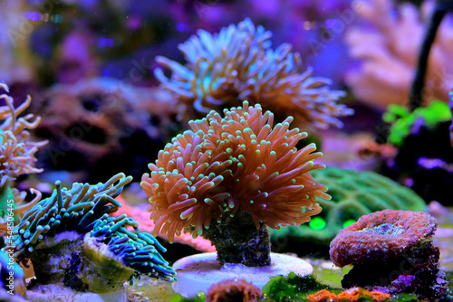 Euphyllia corals are polyped stony corals, very popular in home reef aquarium photo