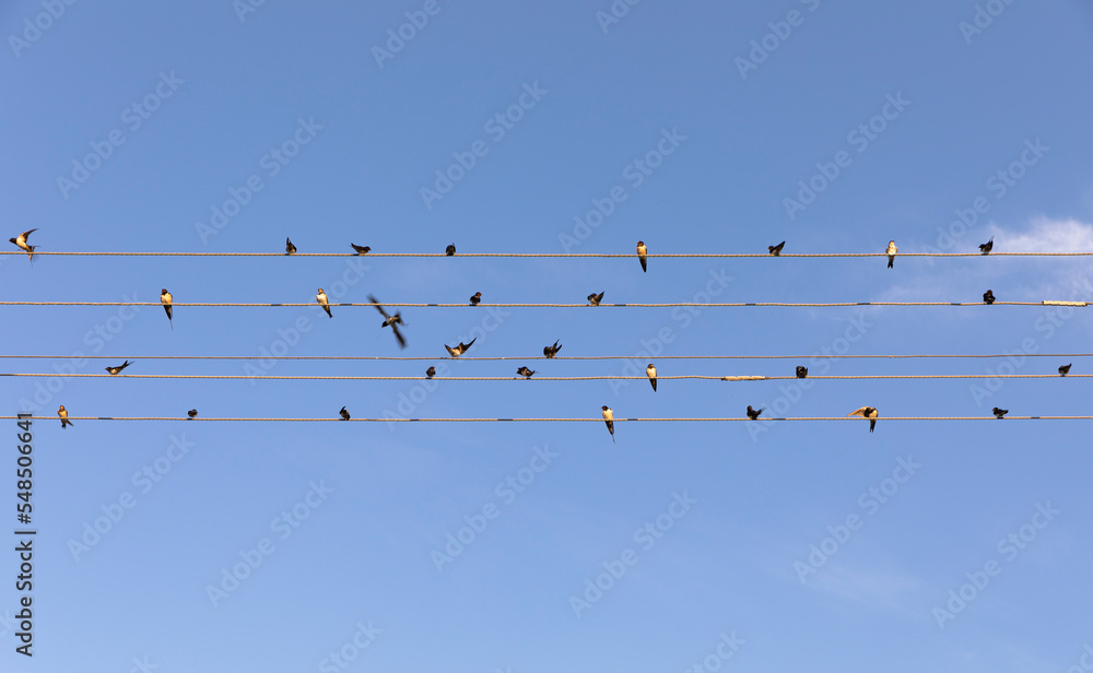 Flock of swallows on power lines, picture, flock of birds on the power lines Flock of swallows on power lines, picture, flock of birds on the power lines