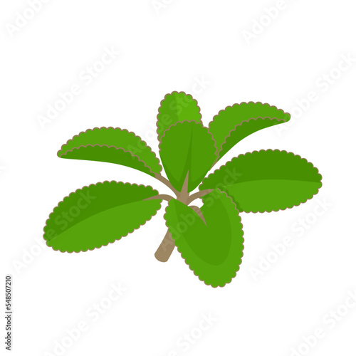 Vector illustration, Kalanchoe pinnata also called miracle leaf, herb plant, isolated on white background.