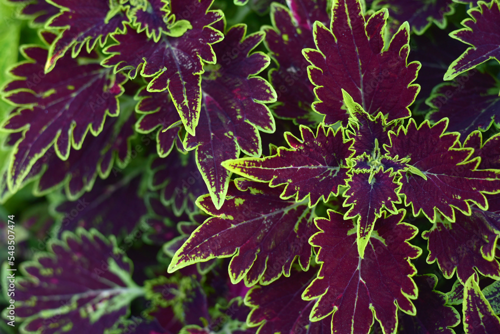 Fototapeta premium Blooming cropweed close-up. Plants in spring
