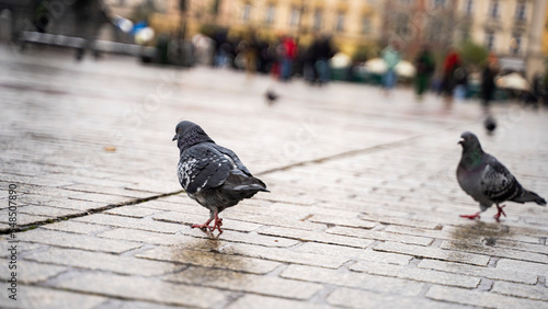 beautiful krakow poland pigeons girl