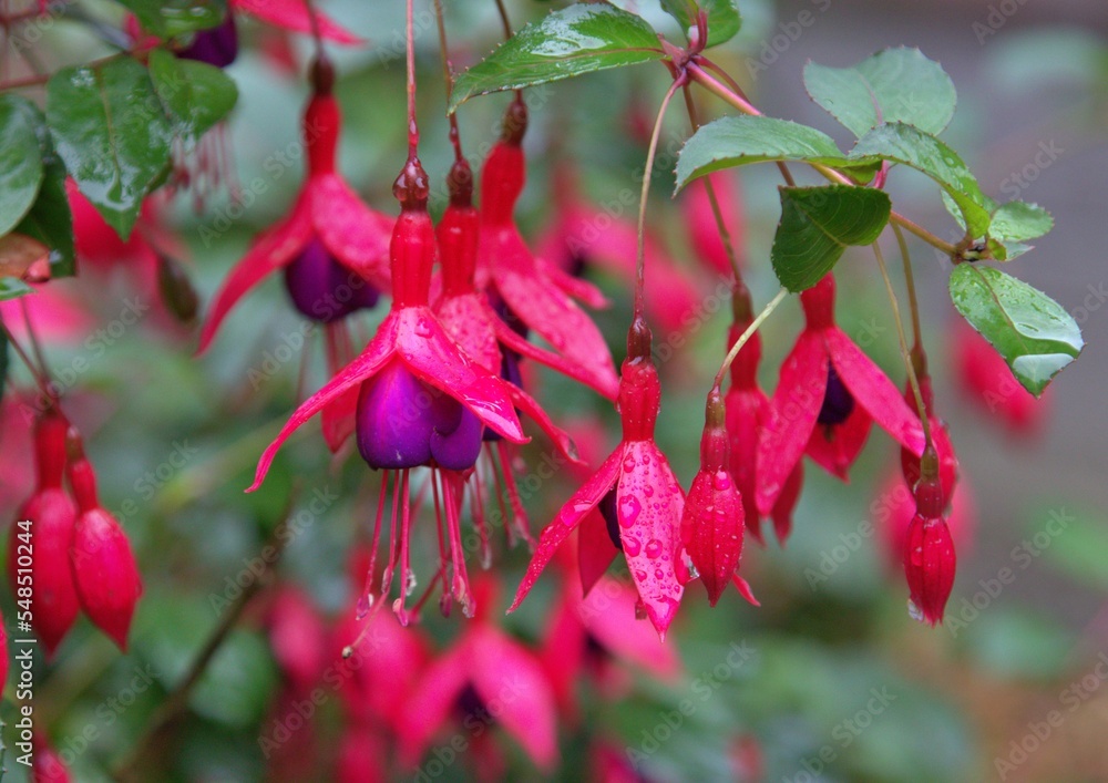 Fuschias in the rain Fuschias in the rain