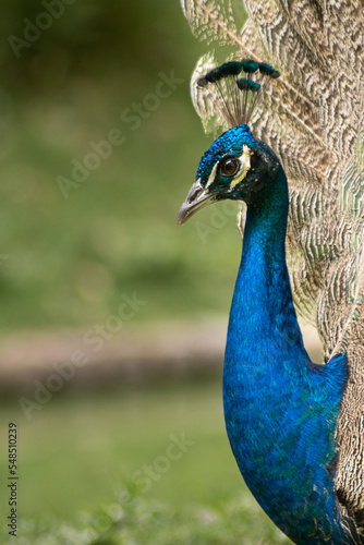 Wallpaper Mural portrait of a peacock Torontodigital.ca