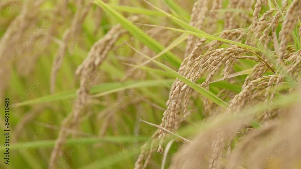 Rice fields in autumn, golden rice just before harvest Rice fields in autumn, golden rice just before harvest